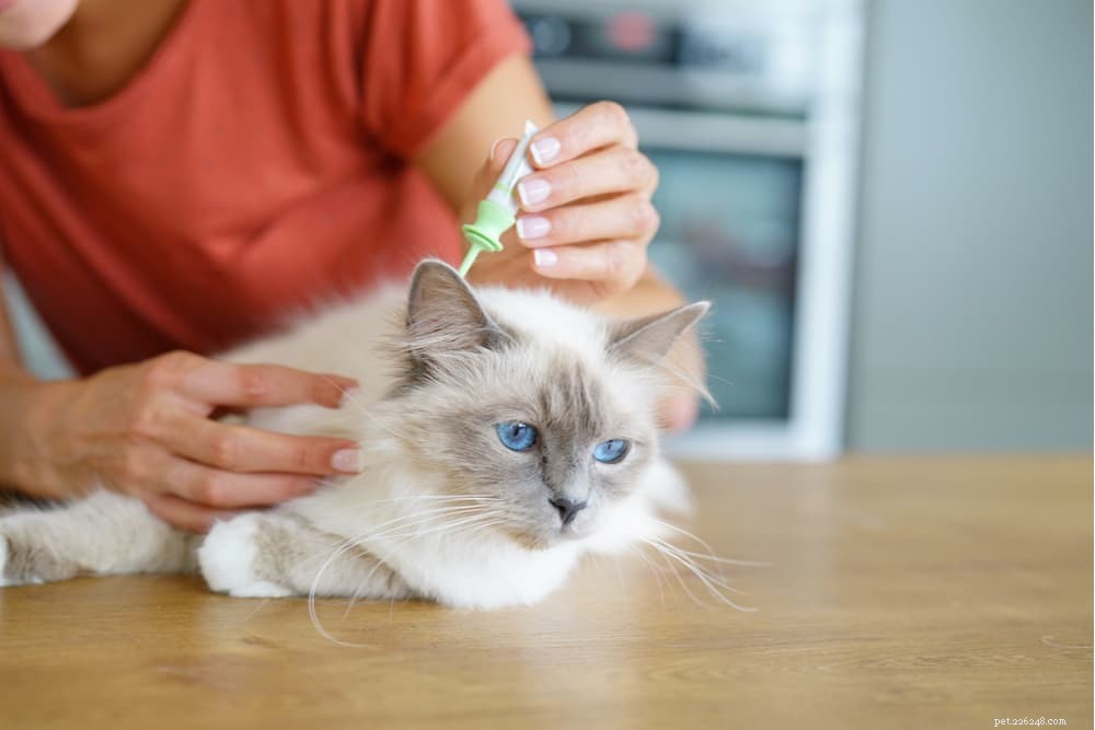 Anemia in Cats: Symptoms, Causes, and Effective Treatments