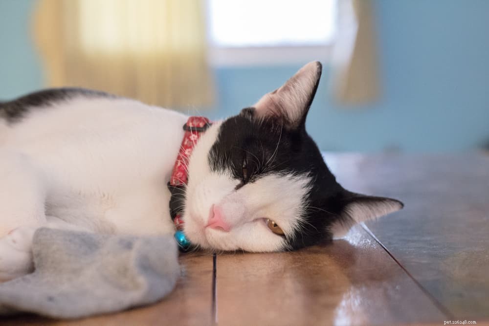 Understanding Feline Coronavirus: Causes, Symptoms, and Treatment