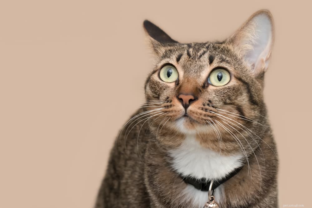 Understanding Feline Coronavirus: Causes, Symptoms, and Treatment