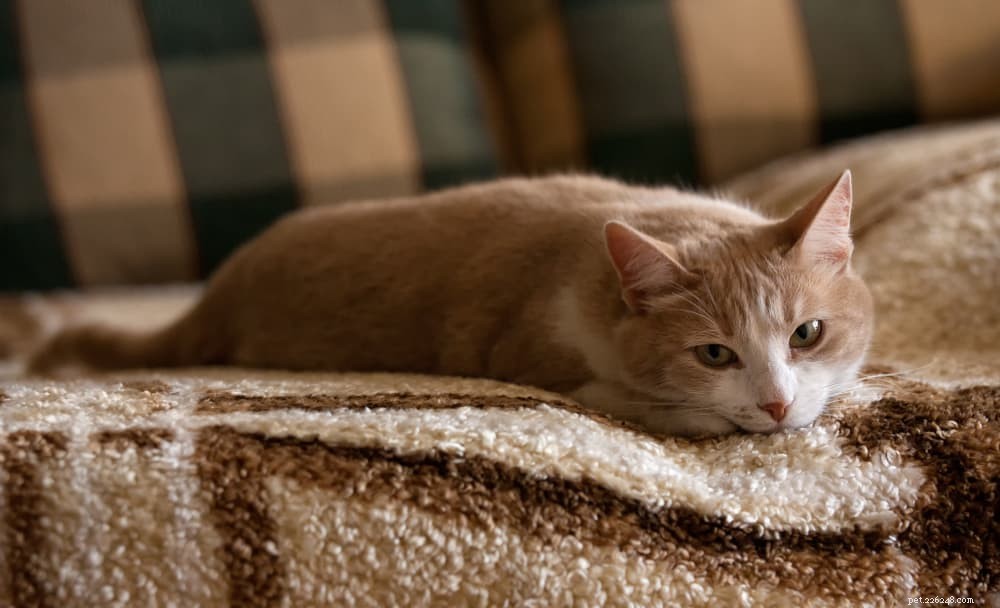 Understanding Feline Coronavirus: Causes, Symptoms, and Treatment