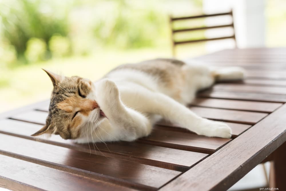 Understanding Cat Dandruff: Causes, Symptoms, and Treatment