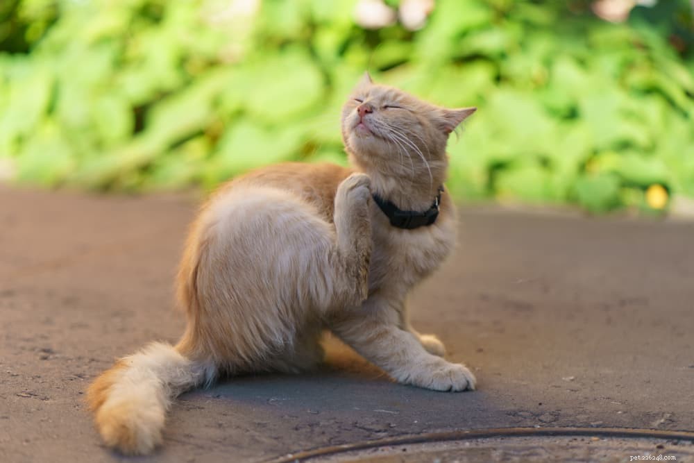 Understanding Cat Dandruff: Causes, Symptoms, and Treatment