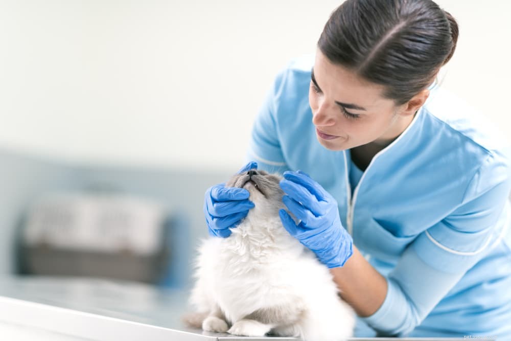Understanding Cat Dandruff: Causes, Symptoms, and Treatment