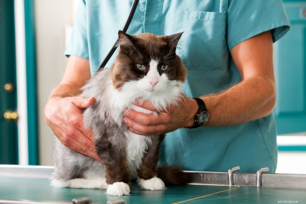Understanding Cat Dandruff: Causes, Symptoms, and Treatment