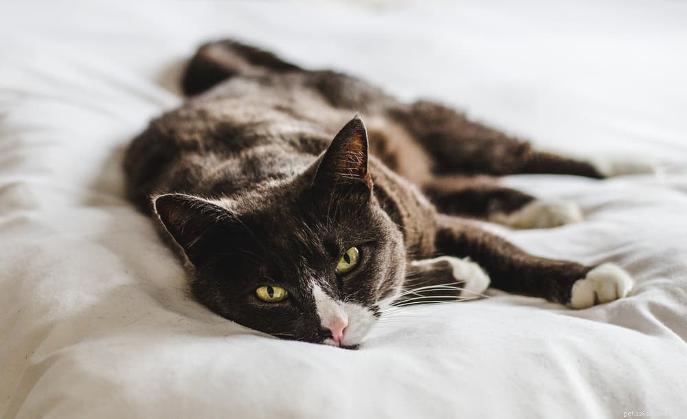 Understanding & Treating Cat Diarrhea: Quick Relief & Vet‑Care Guidance