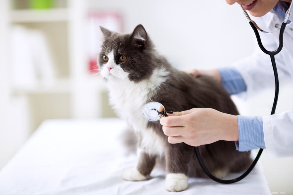 Understanding & Treating Cat Diarrhea: Quick Relief & Vet‑Care Guidance