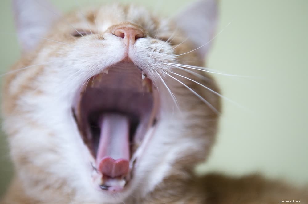 Cat Respiratory Infections: Symptoms, Causes, and Care