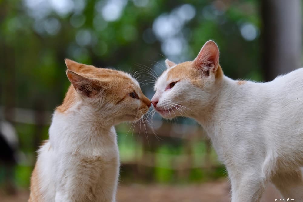 Cat Respiratory Infections: Symptoms, Causes, and Care