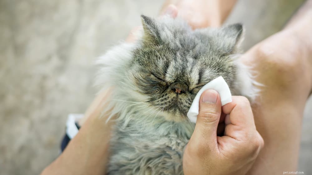 Cat Respiratory Infections: Symptoms, Causes, and Care
