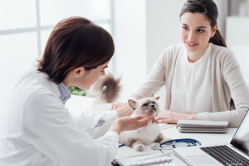 Cat Respiratory Infections: Symptoms, Causes, and Care