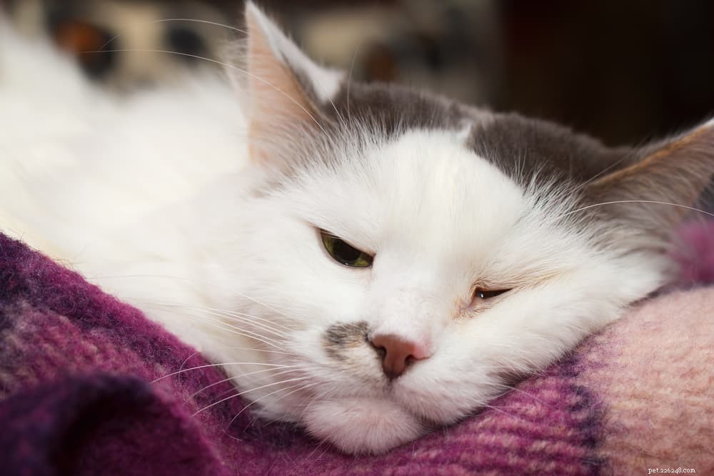 Understanding Feline Herpes: Symptoms, Prevention, and Treatment