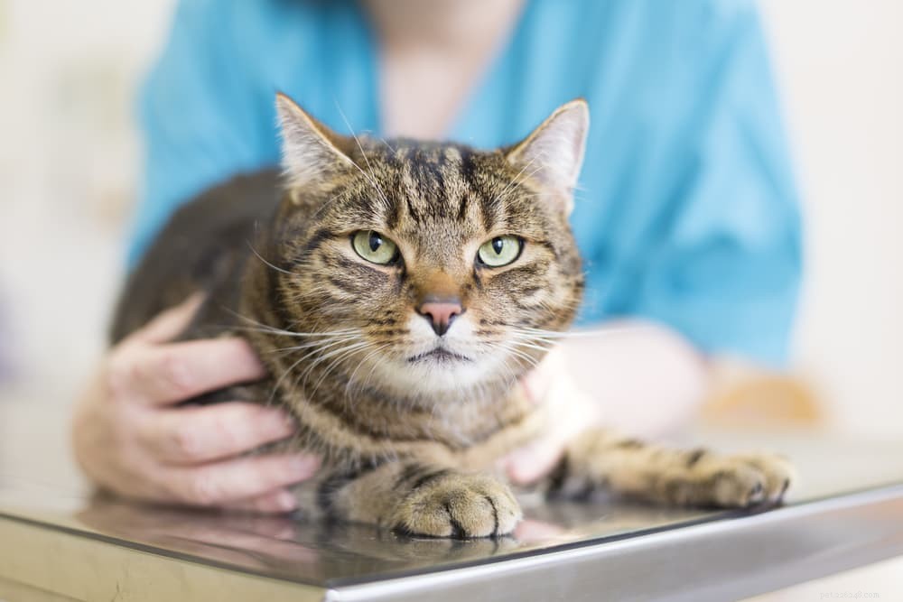 Understanding Feline Herpes: Symptoms, Prevention, and Treatment