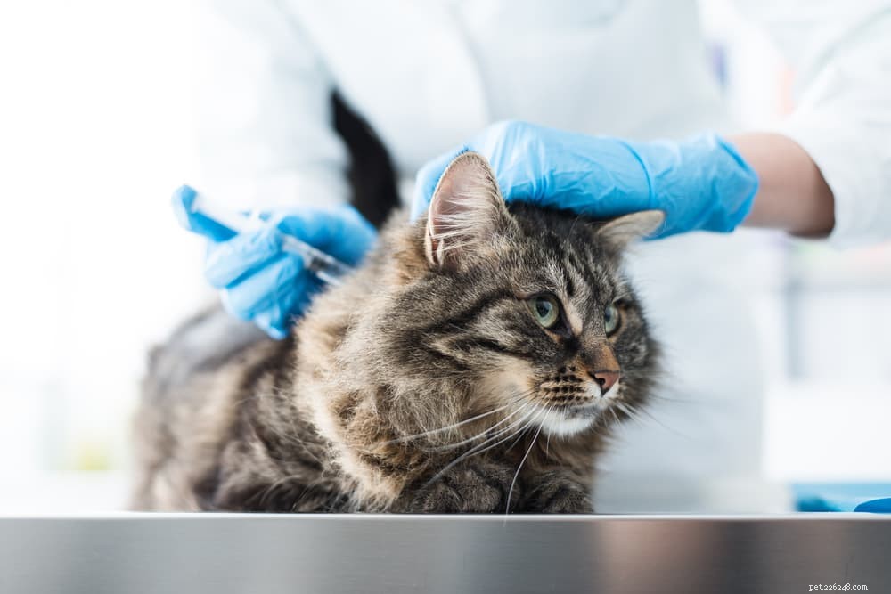 Understanding Feline Herpes: Symptoms, Prevention, and Treatment