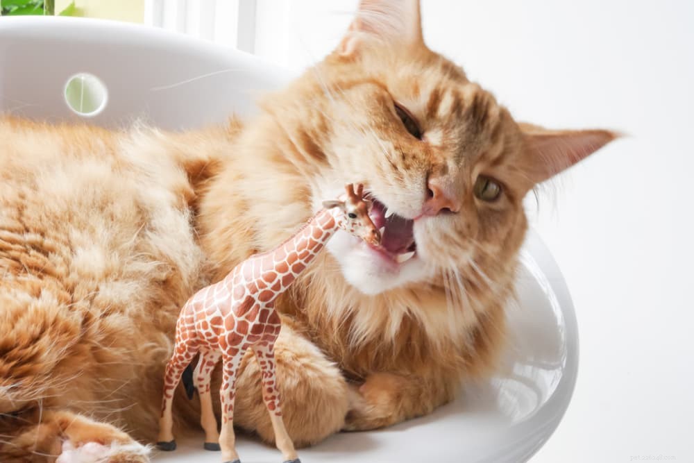 Pica in Cats: Understanding Causes, Symptoms & Effective Treatments
