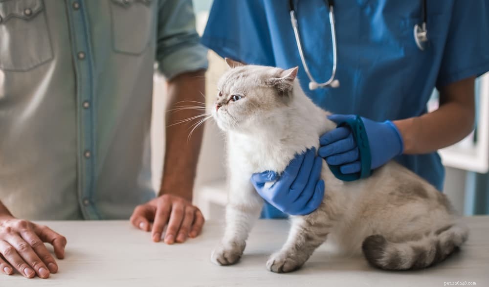 Pica in Cats: Understanding Causes, Symptoms & Effective Treatments