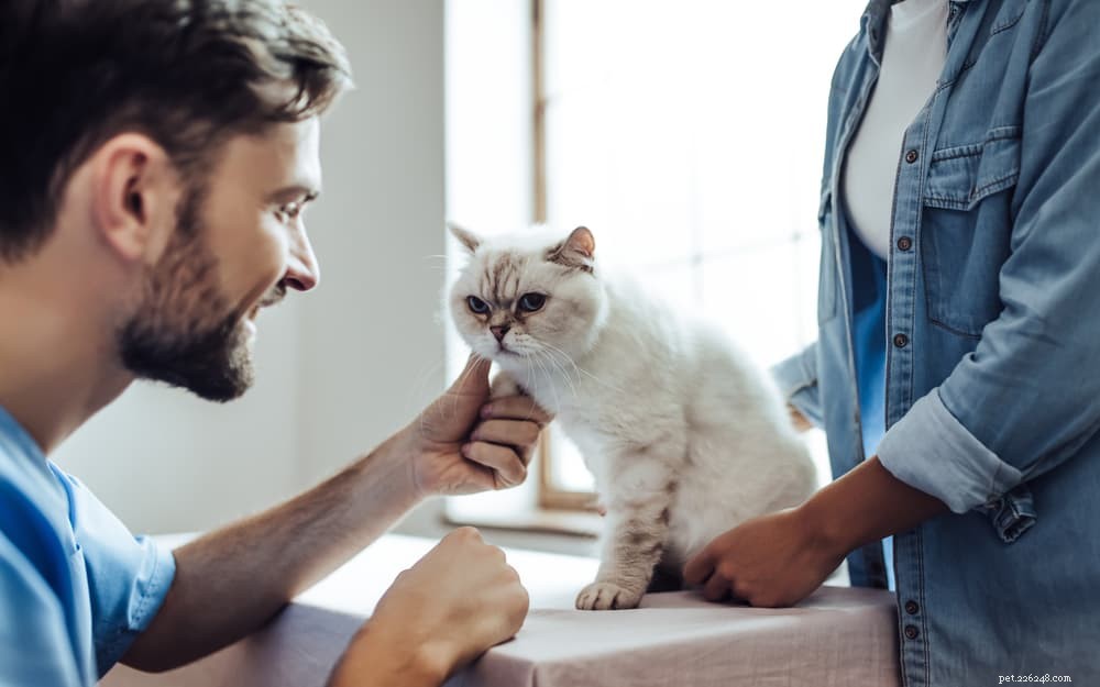 Cat Dehydration: Signs, Treatment, and Prevention Tips