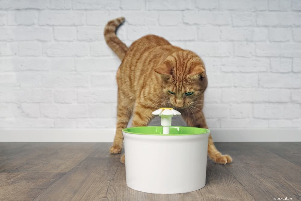 Cat Dehydration: Signs, Treatment, and Prevention Tips