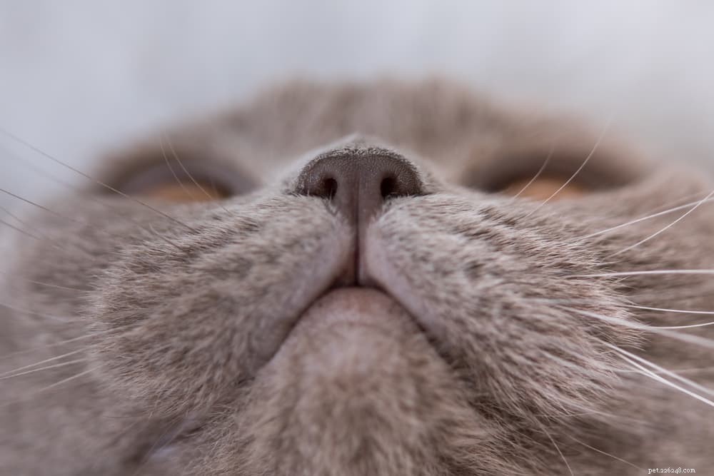 Understanding Your Cat s Dry Nose: Causes, Symptoms, and Relief