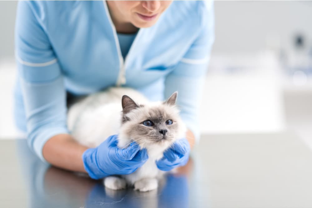Understanding Your Cat s Dry Nose: Causes, Symptoms, and Relief