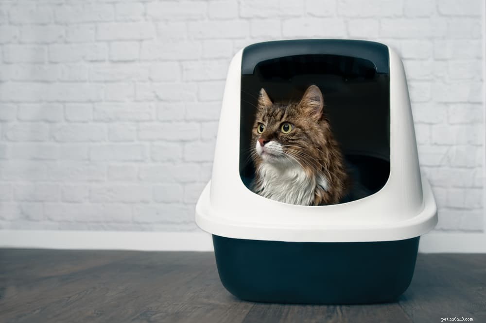 Cat Urinary Tract Infections: Symptoms, Diagnosis, and Treatment