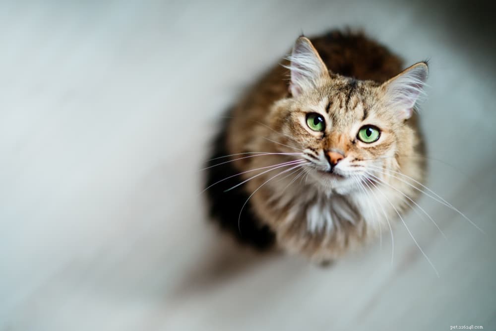Cat Urinary Tract Infections: Symptoms, Diagnosis, and Treatment