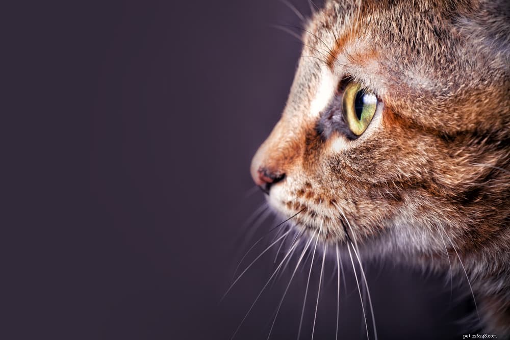 Why Cat Whiskers Matter: Science, Health, and Myths Explained