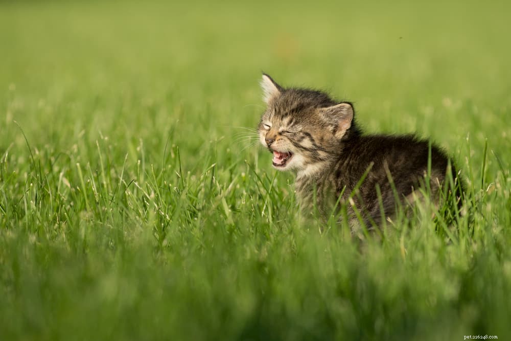 Understanding Cat Panting: Causes, Symptoms, and When to Seek Veterinary Care