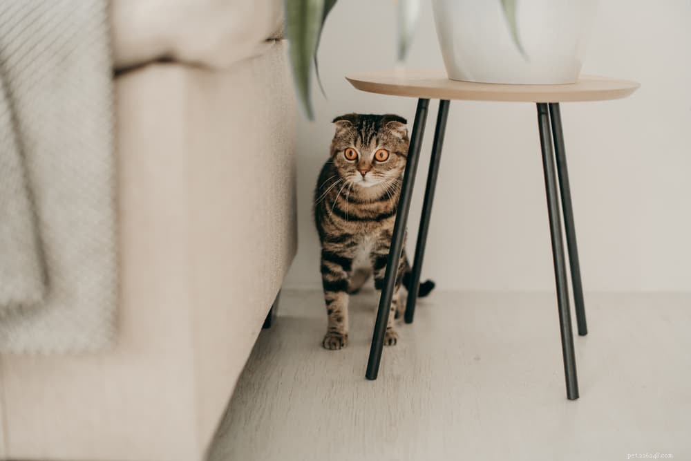 Understanding Cat Panting: Causes, Symptoms, and When to Seek Veterinary Care