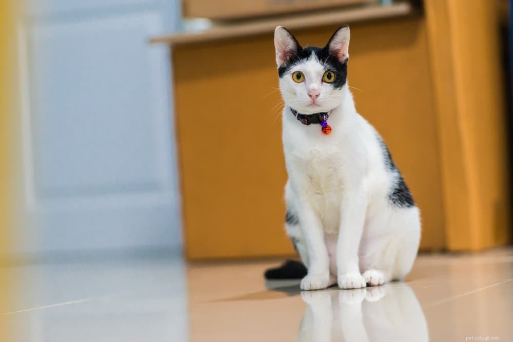 Understanding Cat Panting: Causes, Symptoms, and When to Seek Veterinary Care