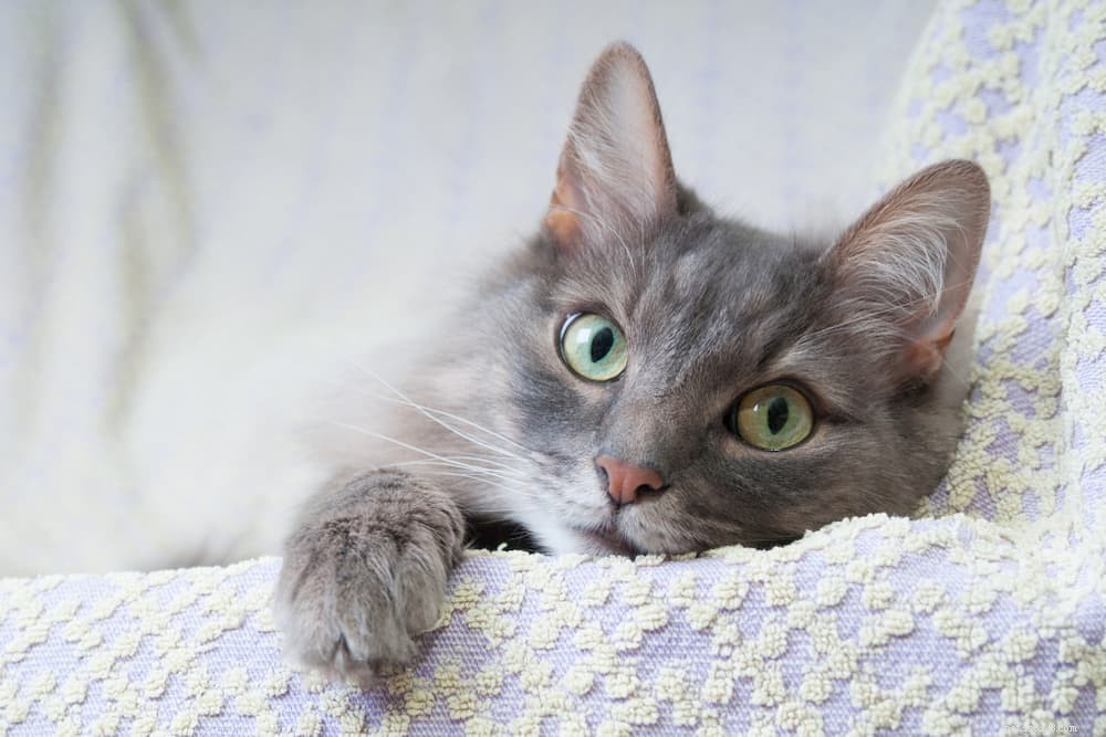 Understanding Cat Panting: Causes, Symptoms, and When to Seek Veterinary Care