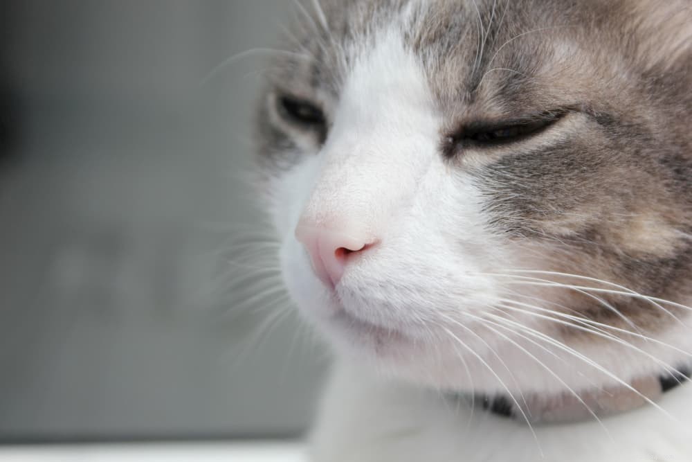 Understanding Cat Panting: Causes, Symptoms, and When to Seek Veterinary Care