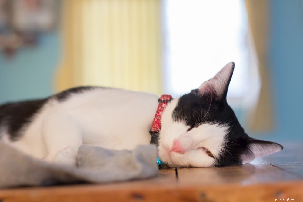 Understanding Cat Panting: Causes, Symptoms, and When to Seek Veterinary Care