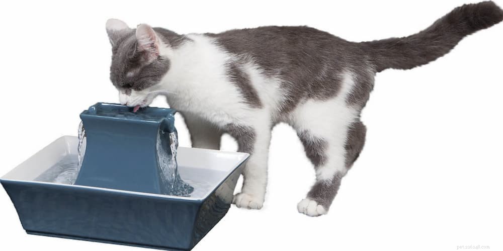 Understanding Cat Panting: Causes, Symptoms, and When to Seek Veterinary Care
