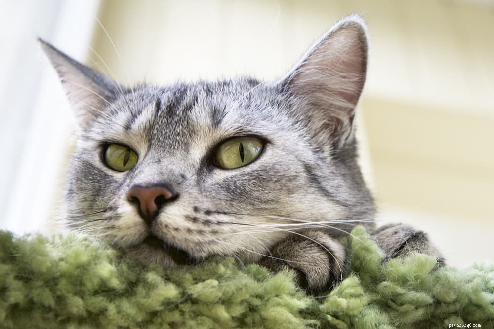 Cat Keratitis: Causes, Symptoms, and Care