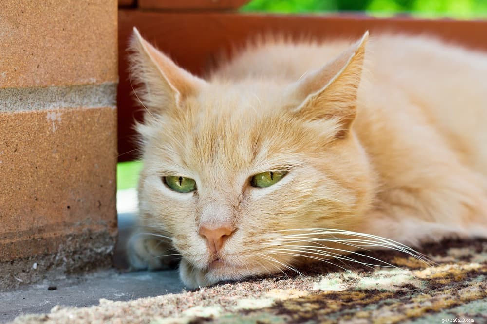 Cat Keratitis: Causes, Symptoms, and Care