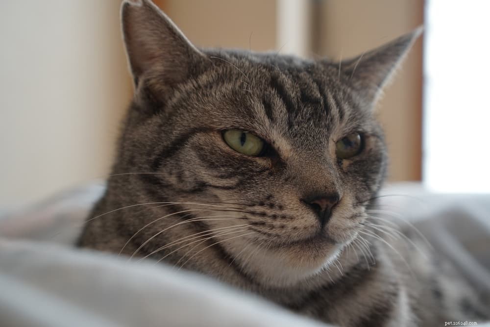 Cat Keratitis: Causes, Symptoms, and Care