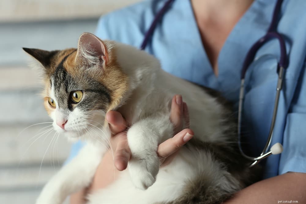 Cat Keratitis: Causes, Symptoms, and Care