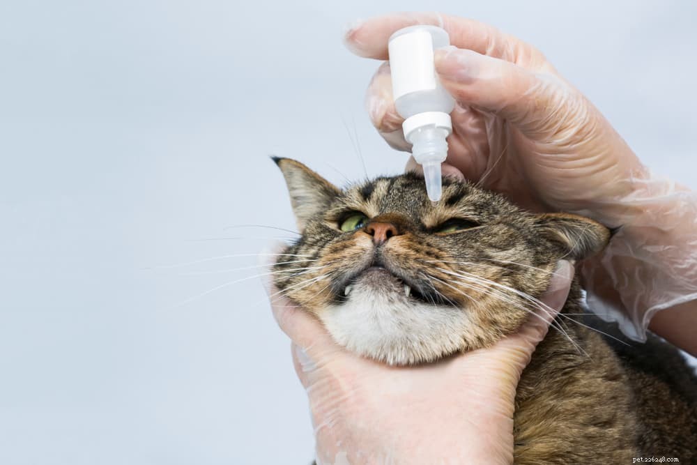 Cat Keratitis: Causes, Symptoms, and Care