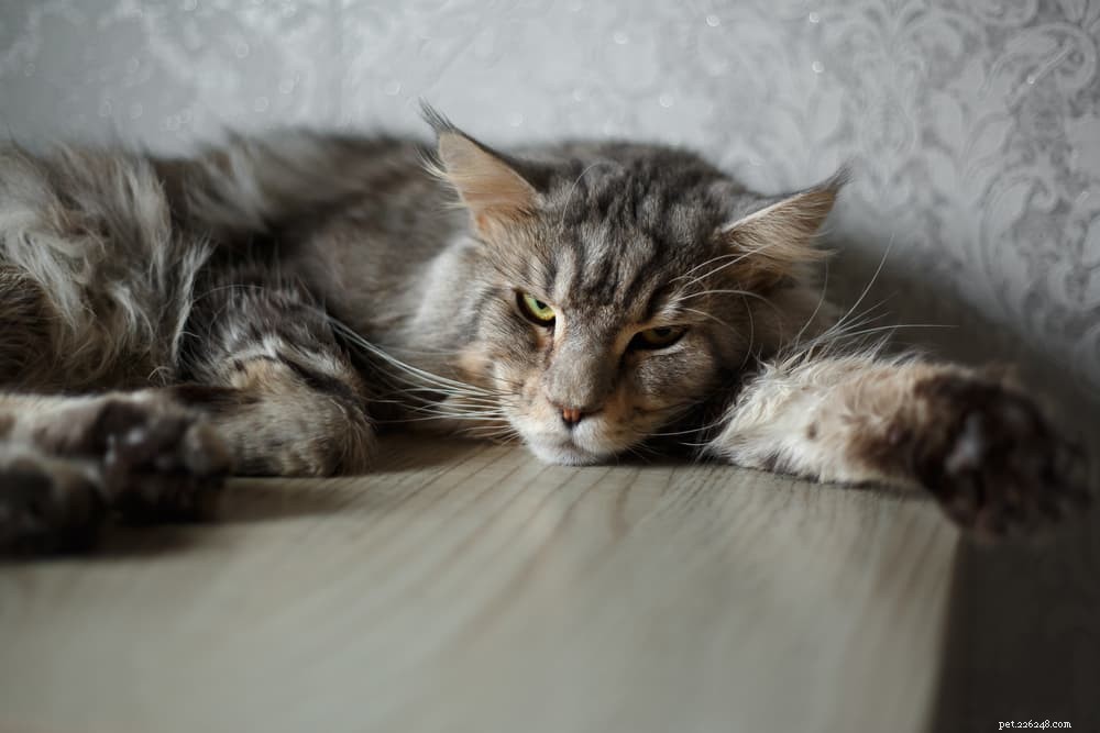 Cat Keratitis: Causes, Symptoms, and Care