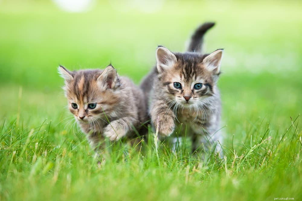 Cat Keratitis: Causes, Symptoms, and Care