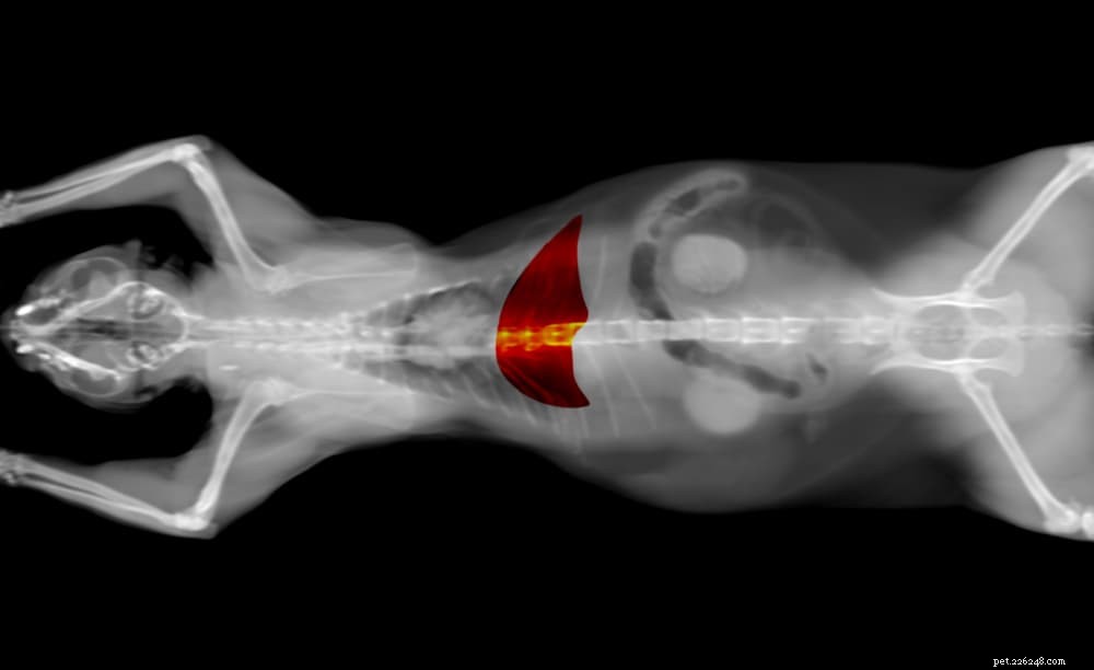 Understanding and Managing Liver Disease in Cats: Early Detection & Treatment