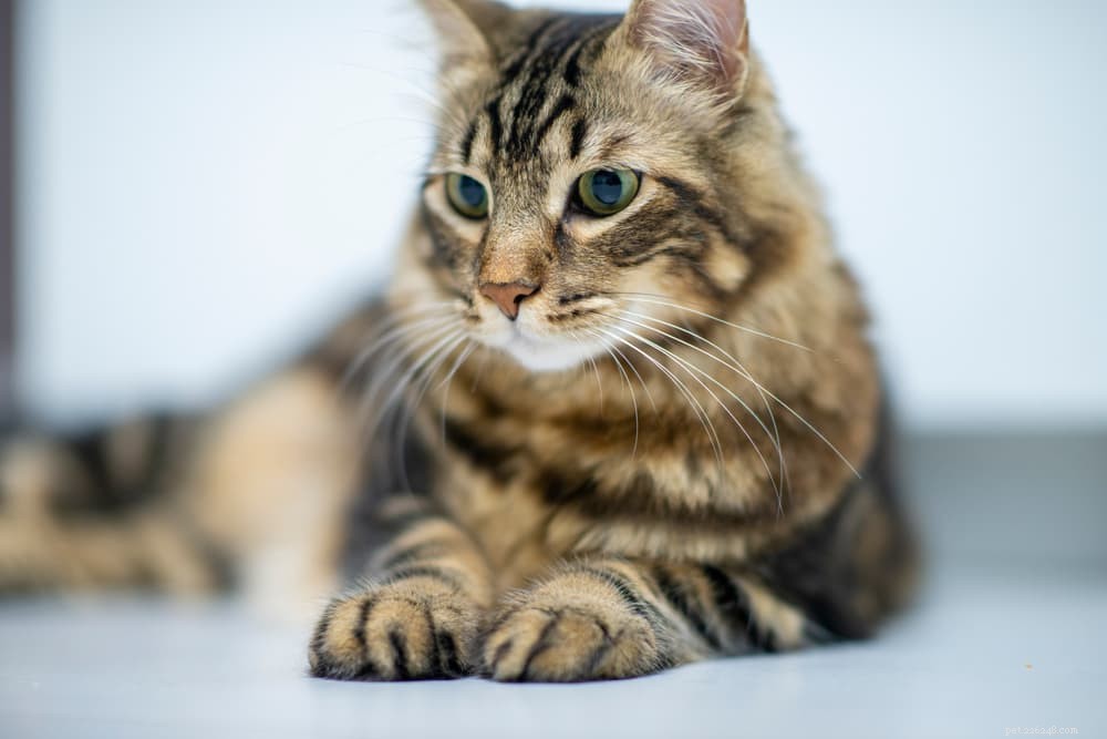 Understanding and Managing Liver Disease in Cats: Early Detection & Treatment