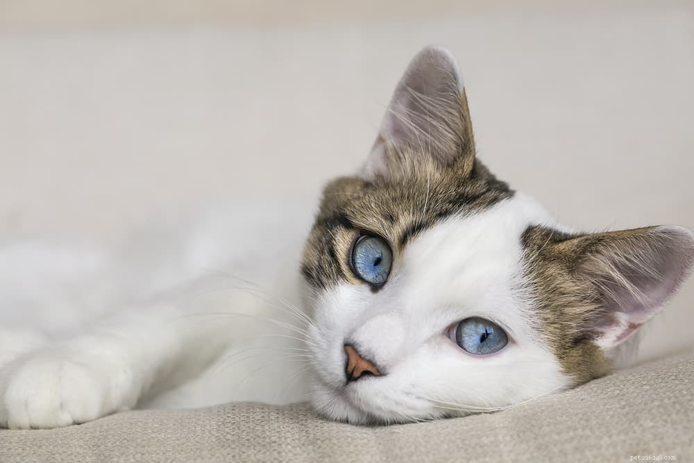 Understanding and Managing Liver Disease in Cats: Early Detection & Treatment