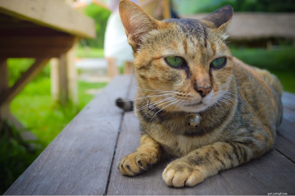 Understanding and Managing Feline Asthma: Symptoms, Causes, and Treatment