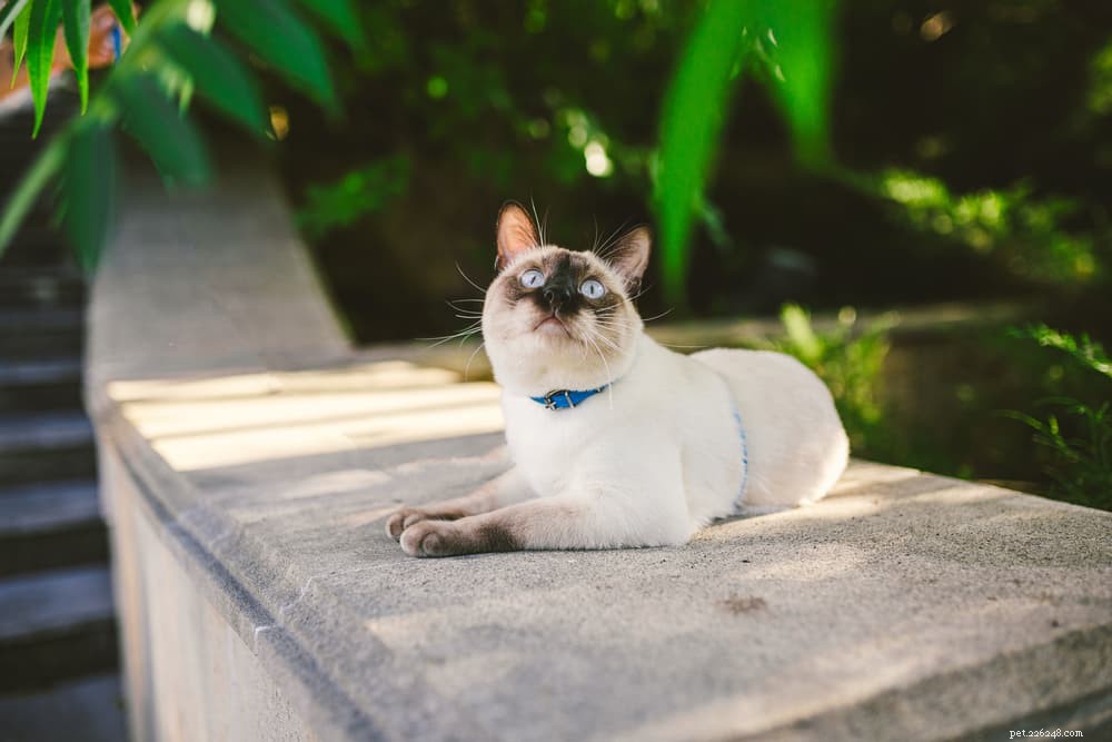 Understanding and Managing Feline Asthma: Symptoms, Causes, and Treatment