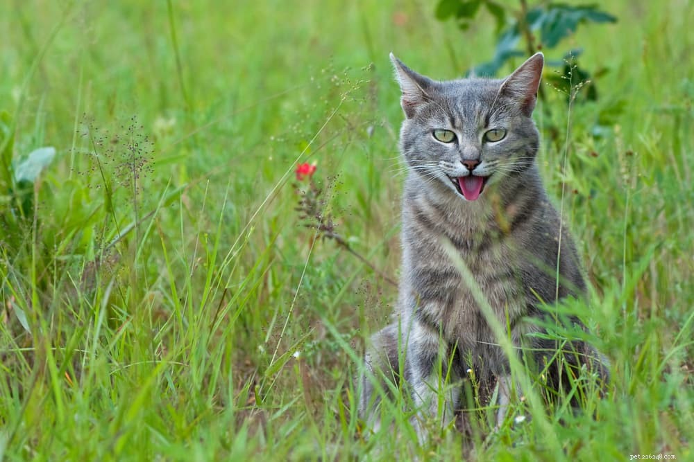 Understanding and Managing Feline Asthma: Symptoms, Causes, and Treatment