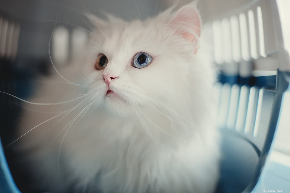 Understanding and Managing Feline Asthma: Symptoms, Causes, and Treatment