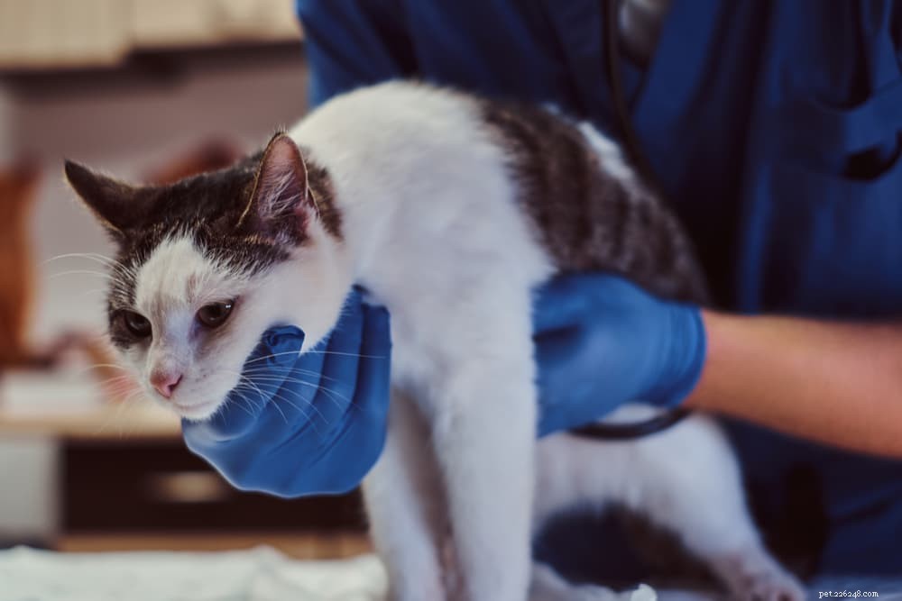 Understanding and Managing Feline Asthma: Symptoms, Causes, and Treatment