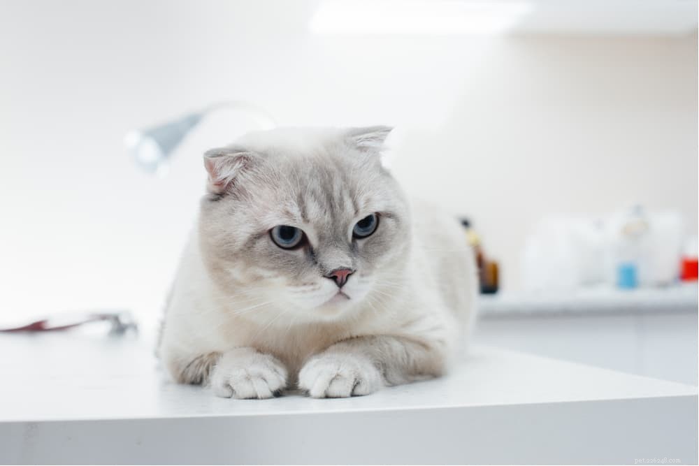 Understanding and Managing Feline Asthma: Symptoms, Causes, and Treatment
