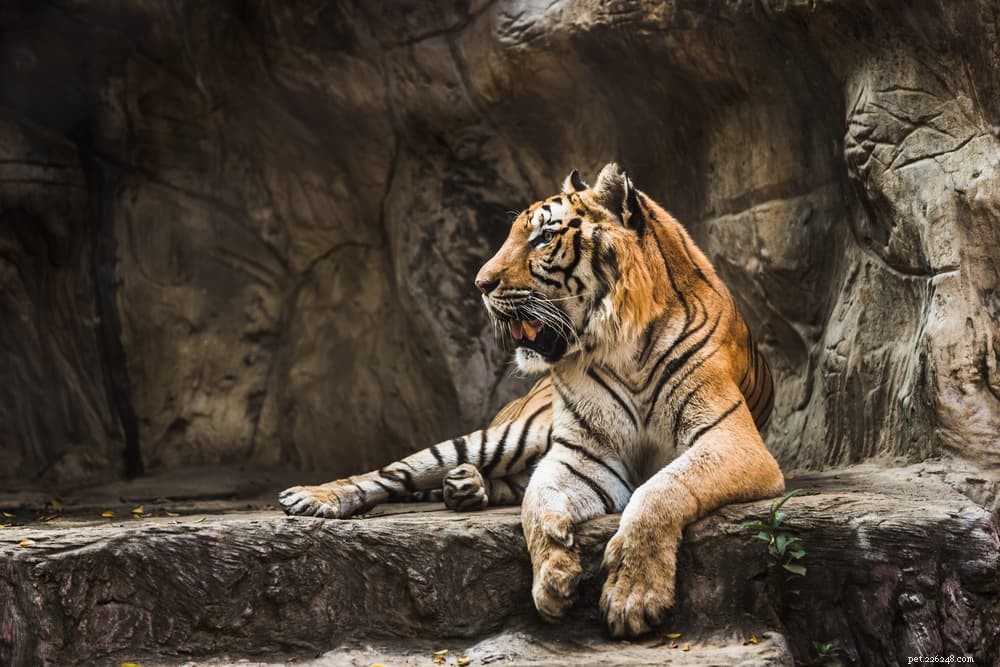 Cats and COVID-19: Latest Scientific Findings and Expert Guidance